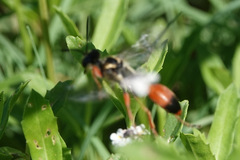 Sphex dorsalis