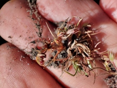 Juncus ranarius