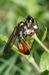 Sphex dorsalis