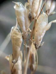 Toxicoscordion venenosum