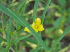 Talinum polygaloides