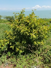 Leptostemonum