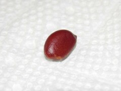 Diospyros texana