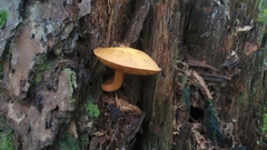 Buchwaldoboletus lignicola