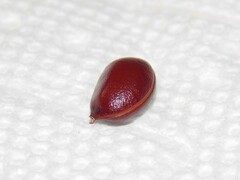 Diospyros texana