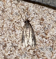 Eudonia strigalis