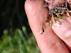 Juncus ranarius