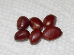 Diospyros texana