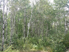 Populus tremuloides