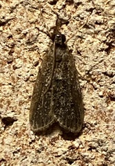 Eudonia strigalis