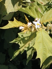 Leptostemonum