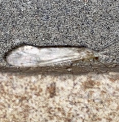 Oecetis