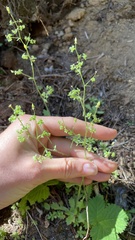 Micranthes ferruginea