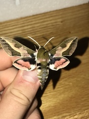 Hyles euphorbiae