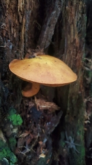 Buchwaldoboletus lignicola