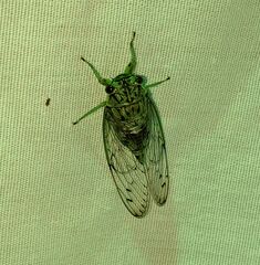 Neocicada hieroglyphica