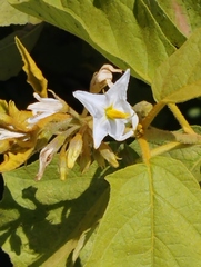 Leptostemonum