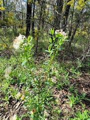Pimelea