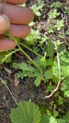 Micranthes ferruginea