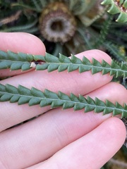 Banksia dallanneyi