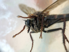 Asilidae