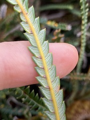 Banksia dallanneyi