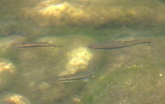 Rhinichthys atratulus