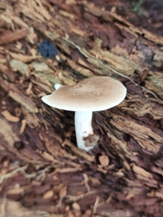 Lactarius imperceptus