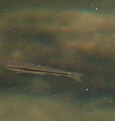 Rhinichthys atratulus