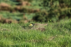 Vanellus miles novaehollandiae