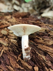 Lactarius imperceptus