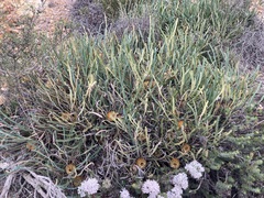 Banksia dallanneyi