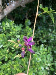 Wisteriopsis reticulata