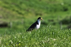 Vanellus miles novaehollandiae