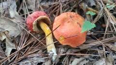Tylopilus balloui