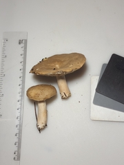 Lactarius imperceptus