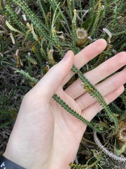 Banksia dallanneyi