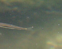 Rhinichthys atratulus