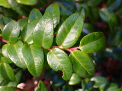 Vaccinium ovatum