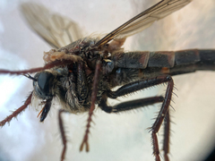 Asilidae