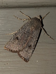 Agrotis vetusta