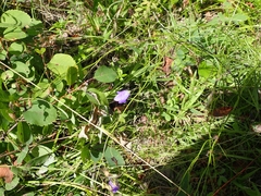 Campanula petiolata