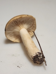 Lactarius imperceptus