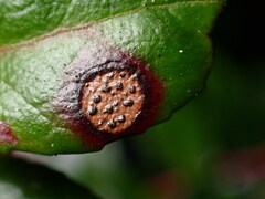 Phyllosticta vaccinii