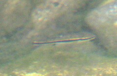 Rhinichthys atratulus