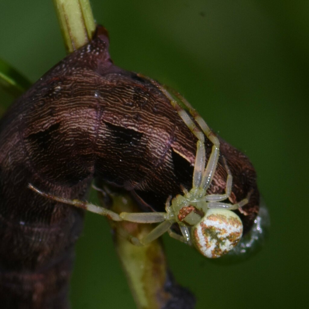 Crab Spiders from Fontainebleau, FL, USA on August 27, 2022 at 02:20 PM
