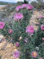 Isopogon dubius