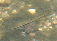 Rhinichthys atratulus