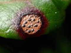 Phyllosticta vaccinii