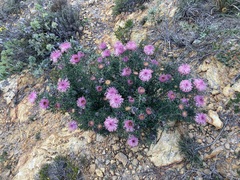 Isopogon dubius